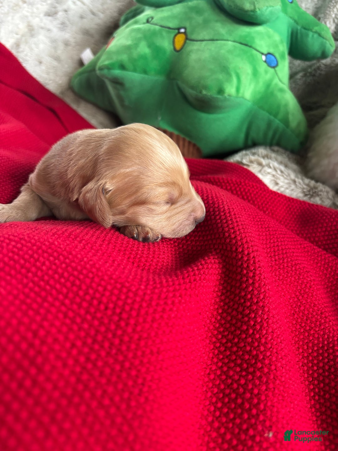 Goldendoodle dogs for sale: Montana  - Ad 7