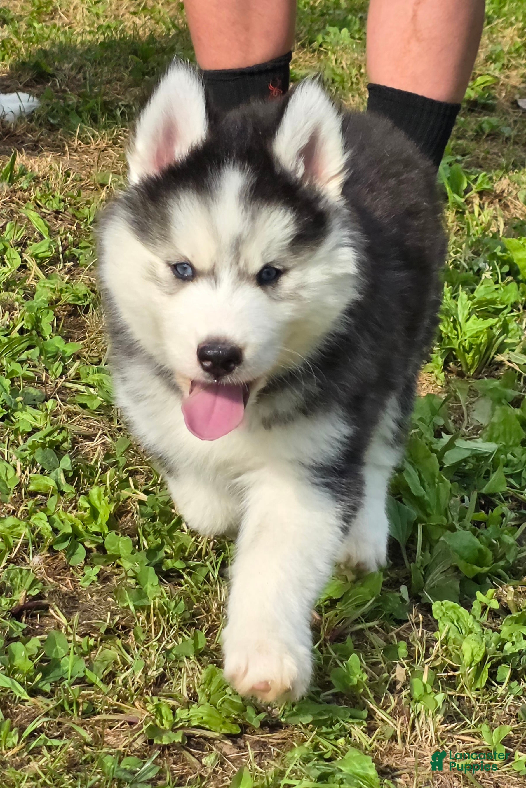 Siberian Husky dogs Toad - Ad 2
