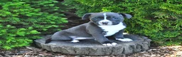 Mixed Breed dogs for sale: Jamocha - Ad 1