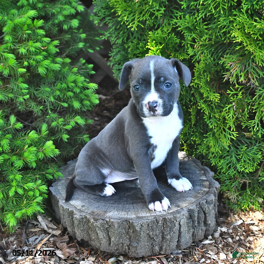 Mixed Breed dogs for sale: Jamocha - Ad 1