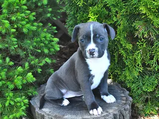 Mixed Breed dogs for sale: Jamocha - Ad 1