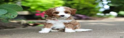 Cavapoo dogs for sale: Dolly - Ad 3