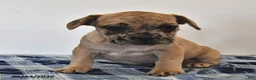 Mixed Breed dogs for sale: Lemon - Ad 2