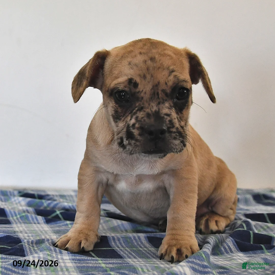 Mixed Breed dogs for sale: Lemon - Ad 2