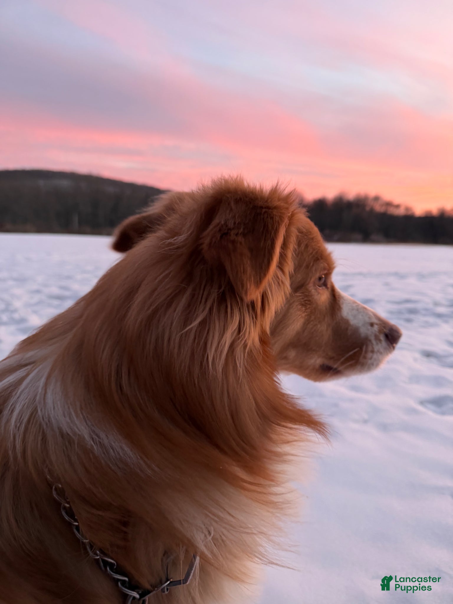 Australian Shepherd dogs Zeus  - Ad 4