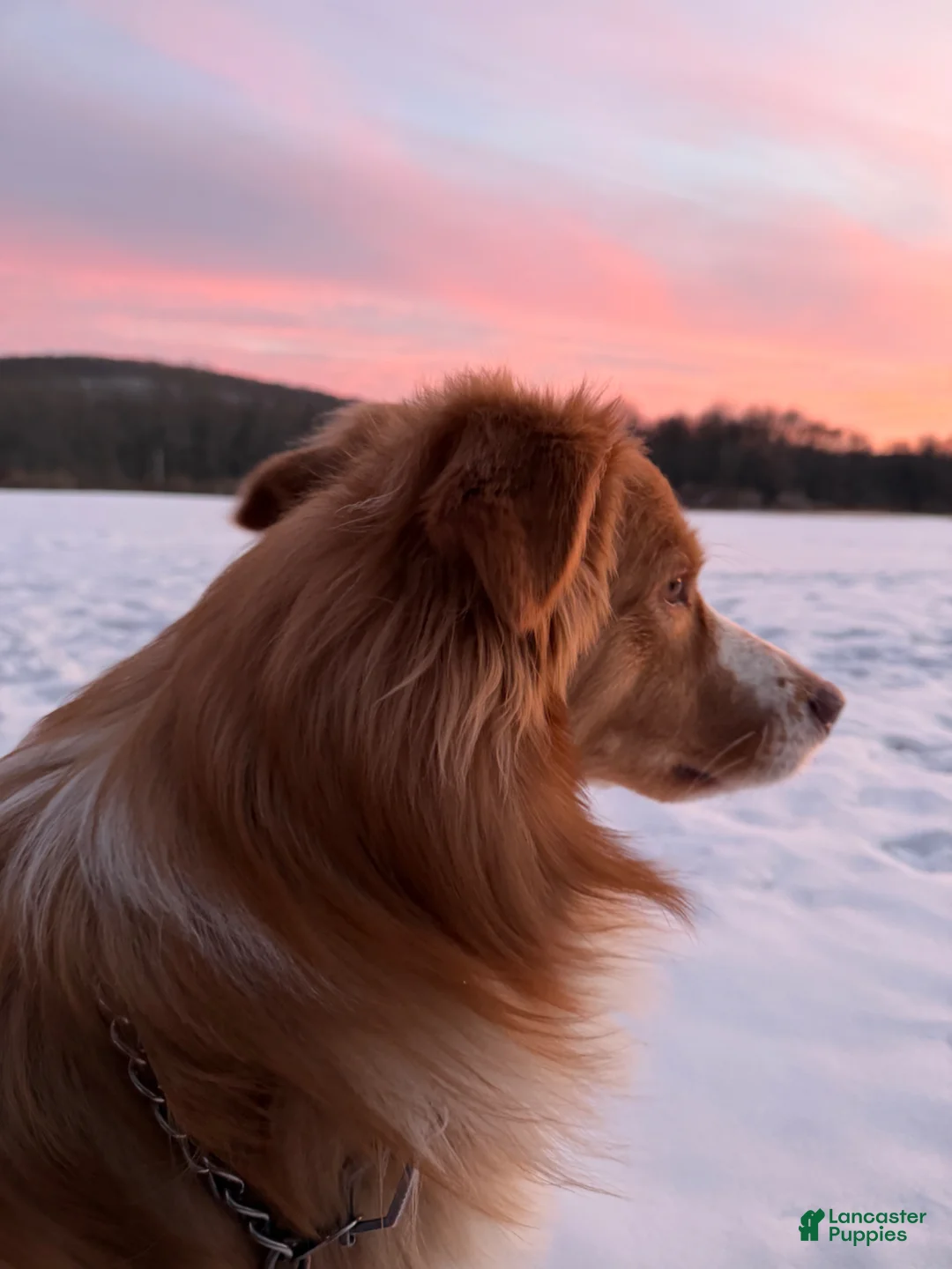 Australian Shepherd dogs for stud: Zeus  - Ad 1
