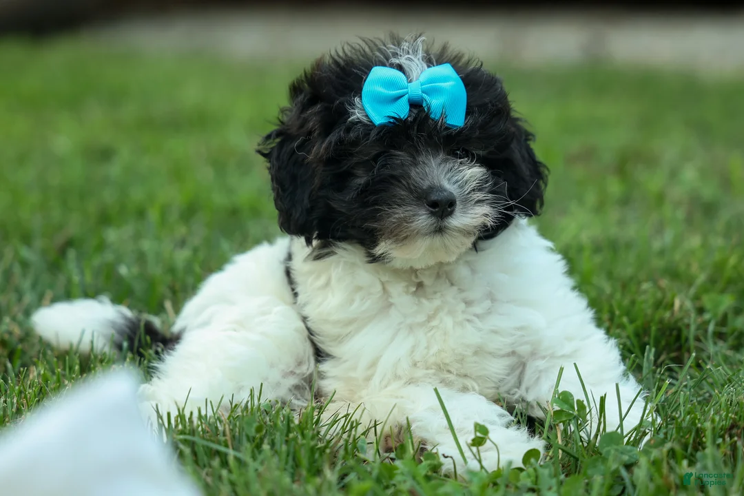 Cavapoo dogs for sale: Remi 🩷 - Ad 1