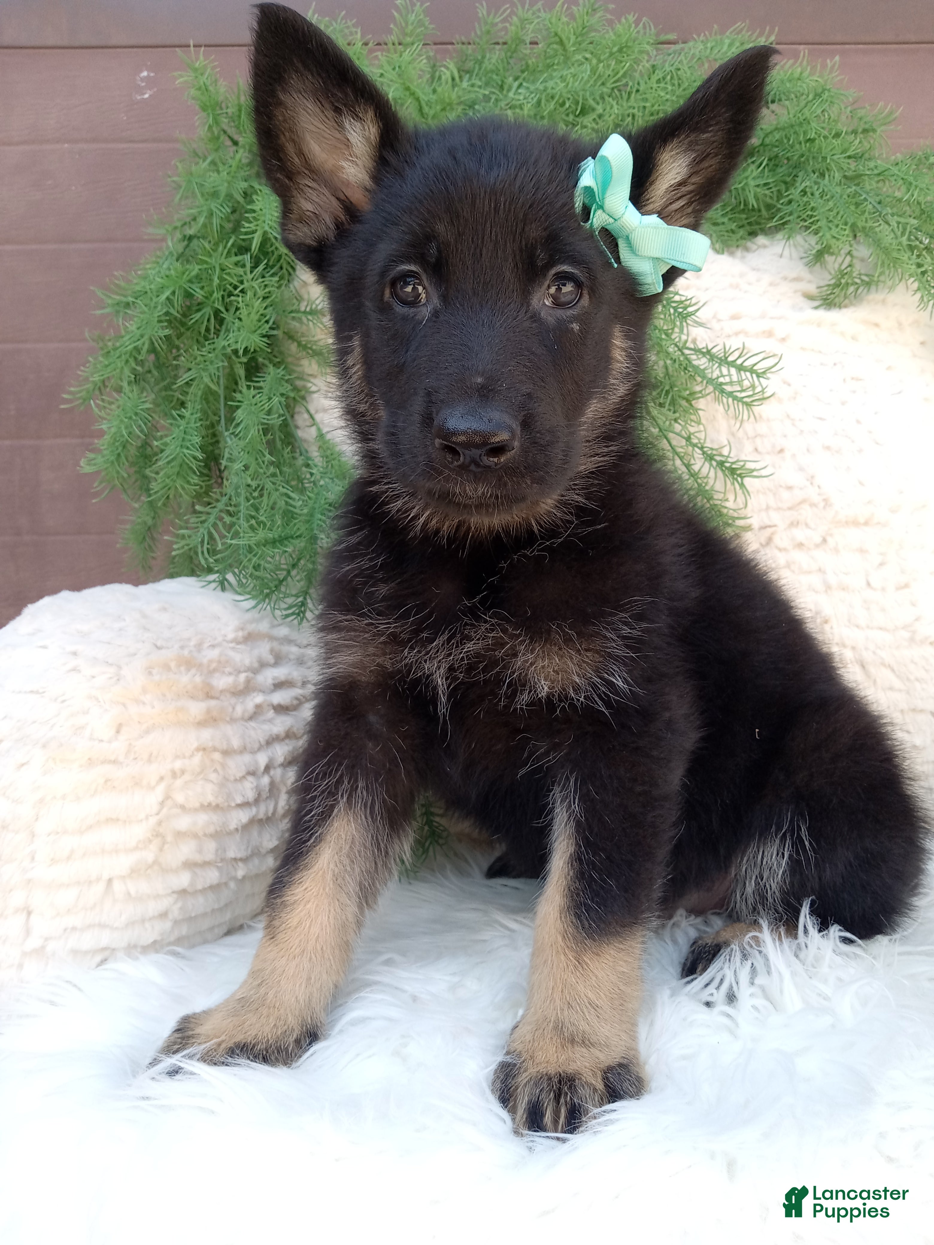 German Shepherd dogs Bandit  - Ad 2
