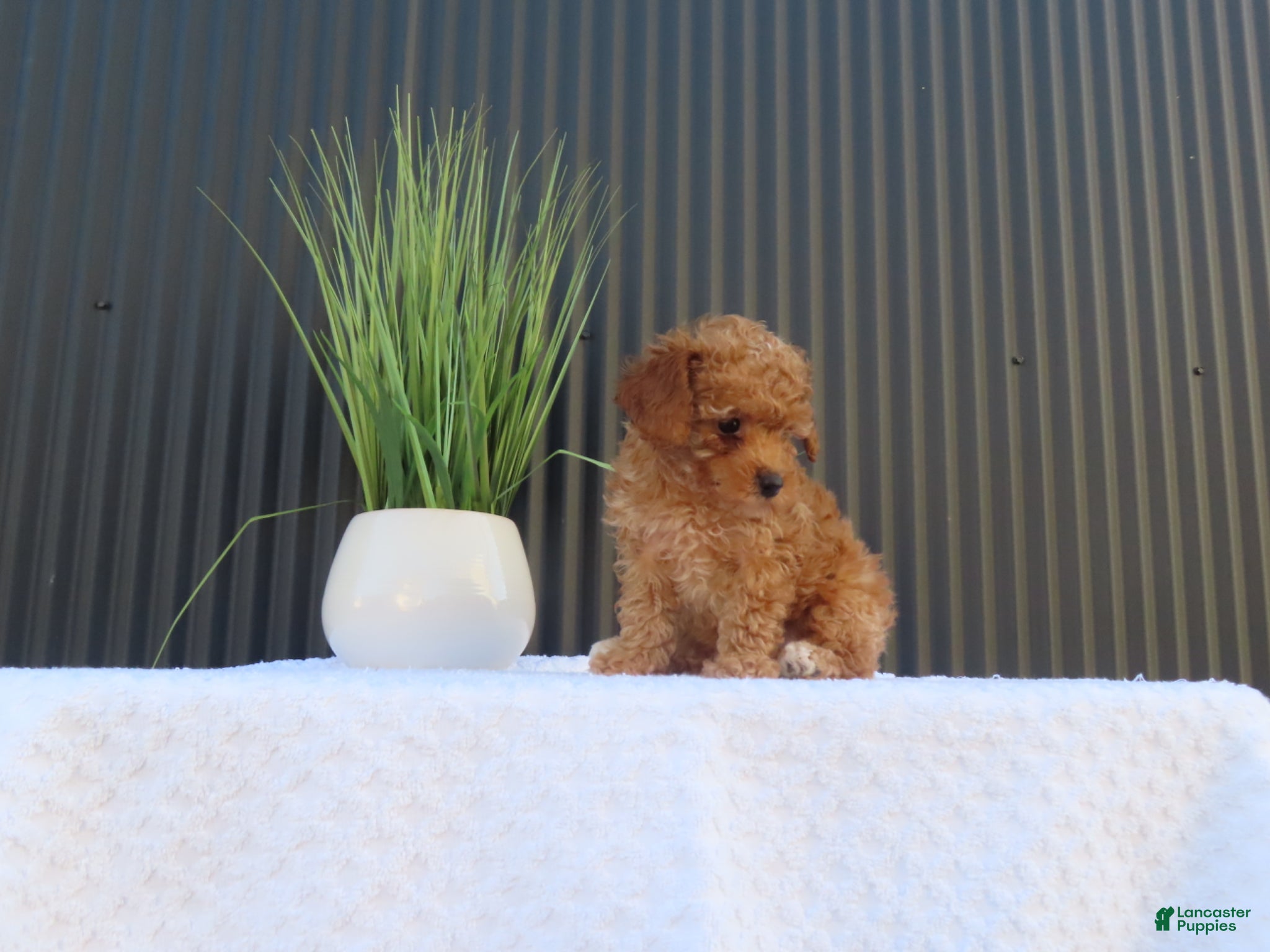 Toy Poodle dogs for sale: Bobby - Ad 6