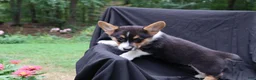 Welsh Corgi Pembroke dogs for sale: Poncho - Ad 5