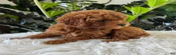 Mini Goldendoodle dogs for sale: Gunner - Ad 5