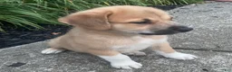 Mixed Breed dogs for sale: Sampson- $150 - Ad 2