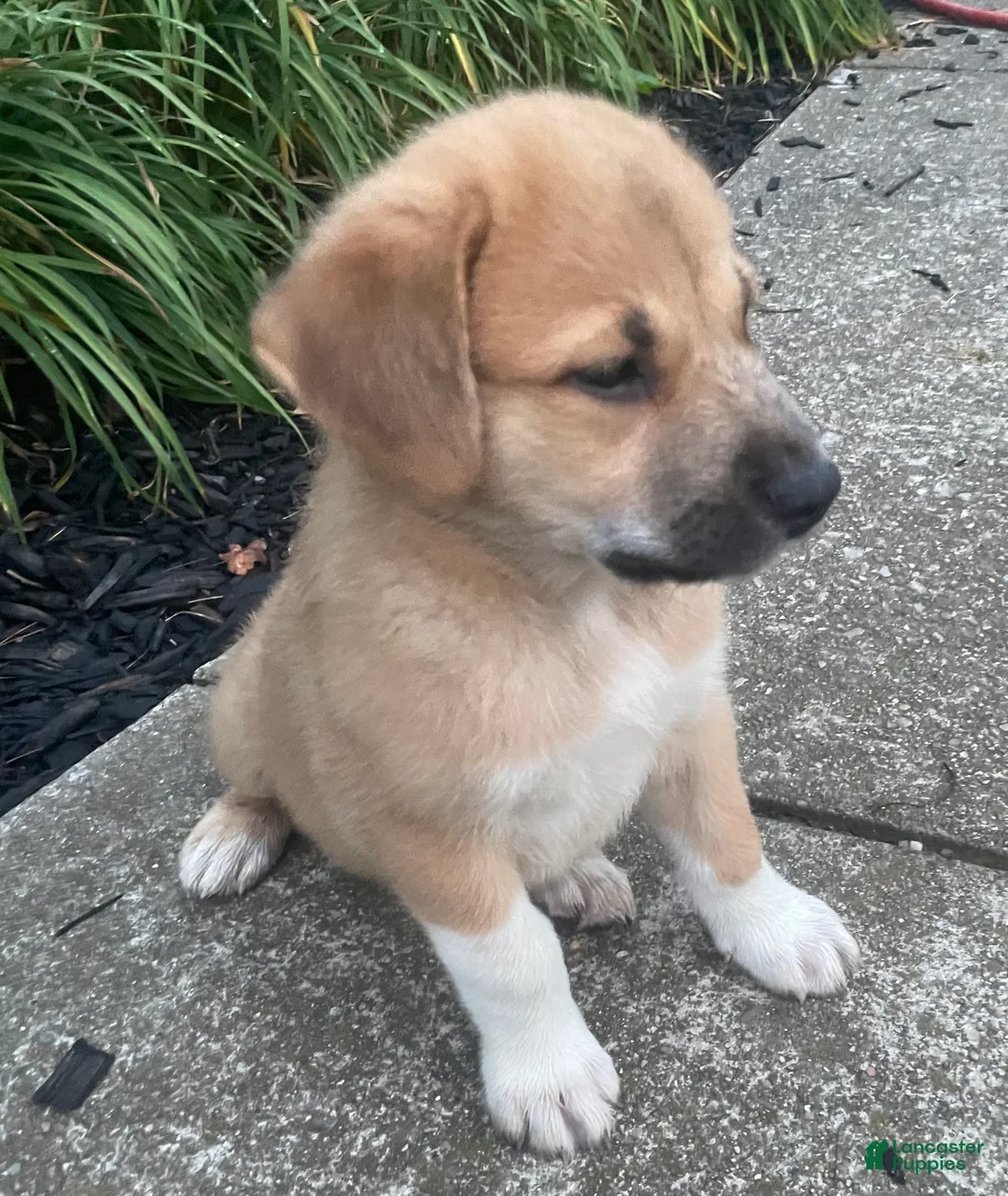 Mixed Breed dogs for sale: Sampson- $150 - Ad 2