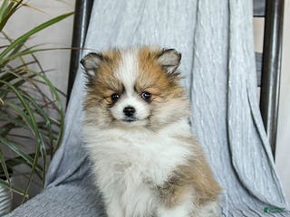 Pomeranian dogs Finn - Ad 30