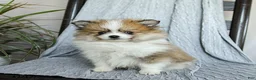 Pomeranian dogs for sale: Finn - Ad 1