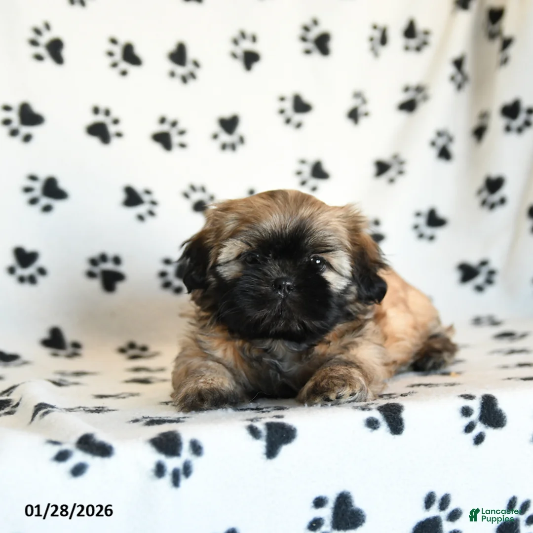 Shih Tzu dogs for sale: Olivia - Ad 5