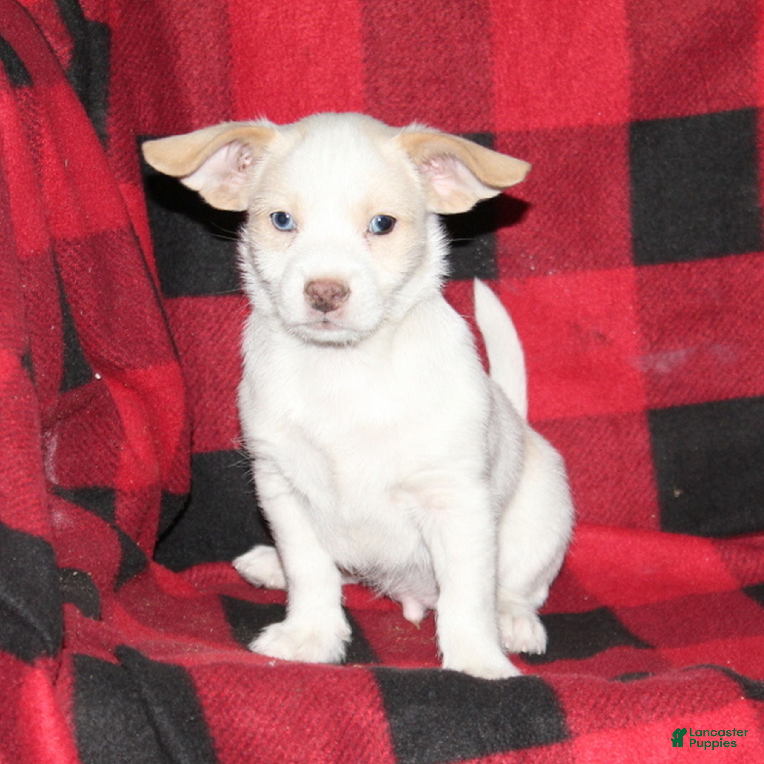 Mixed Breed dogs Rascal  - Ad 2