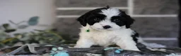 Cavapoo dogs for sale: Lennox - Ad 5