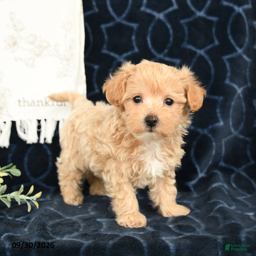 Maltipoo dogs Audrey - Ad 2