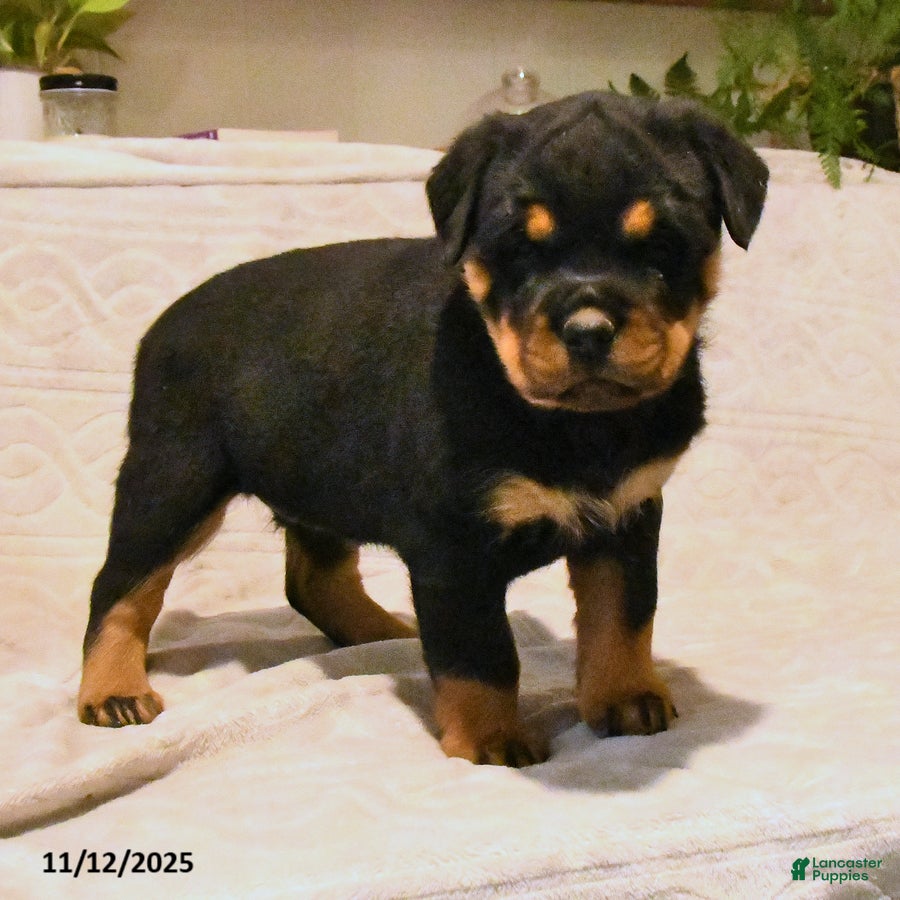 Rottweiler dogs Bella   - Ad 36