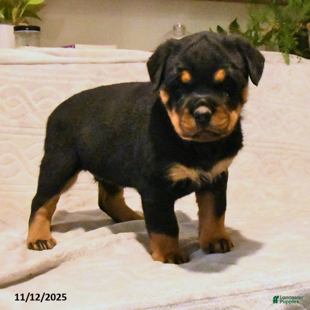 Rottweiler dogs for sale: Bella   - Ad 1