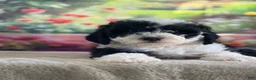 Bernedoodle dogs for sale: Bronco - Ad 2