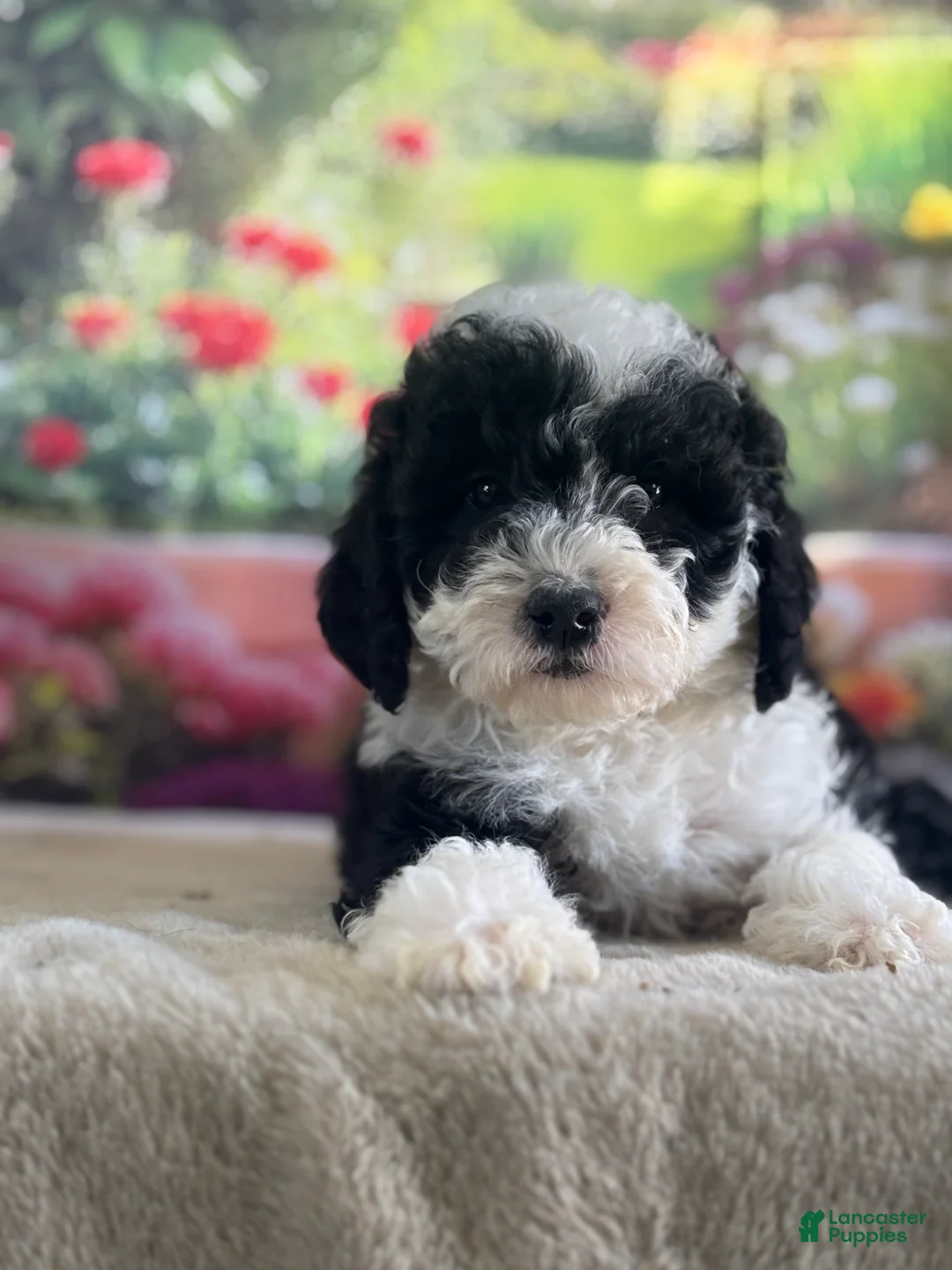 Bernedoodle dogs for sale: Bronco - Ad 2