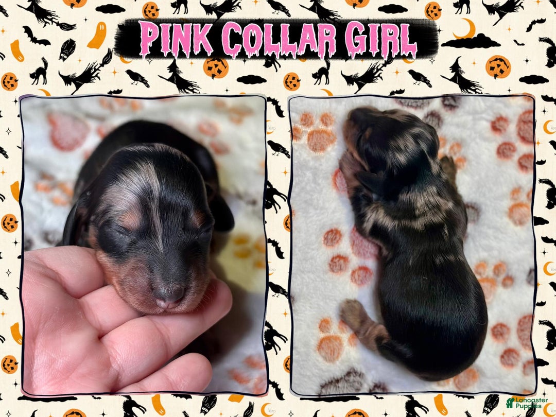 Miniature Dachshund dogs for sale: Pink Collar Girl - Ad 4