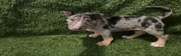 Miniature Bull Terrier dogs for sale: Miniature Bull Terrier 2 - Ad 6