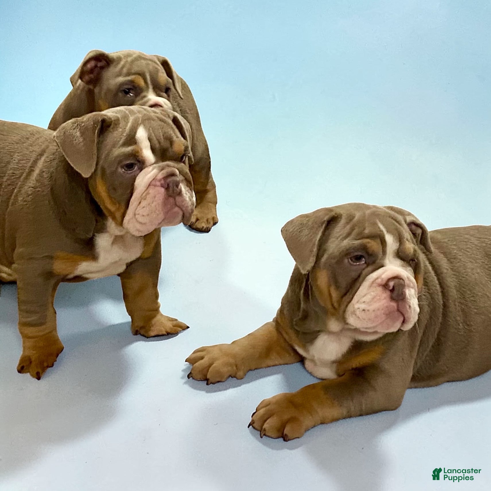 English Bulldog dogs Perfection  - Ad 1