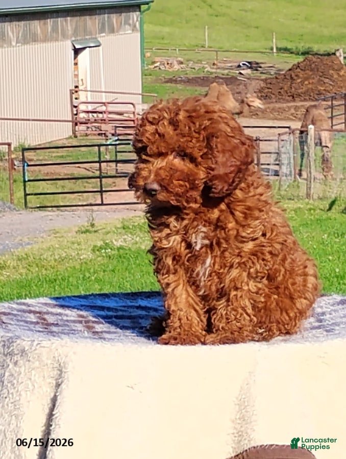 Mini Goldendoodle dogs Percy - Ad 2