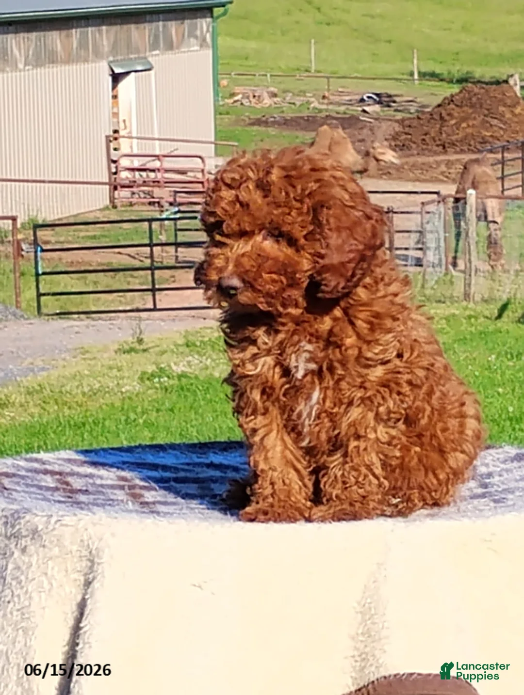 Mini Goldendoodle dogs for sale: Percy - Ad 2