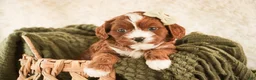 Cavapoo dogs for sale: Harmony - Ad 2