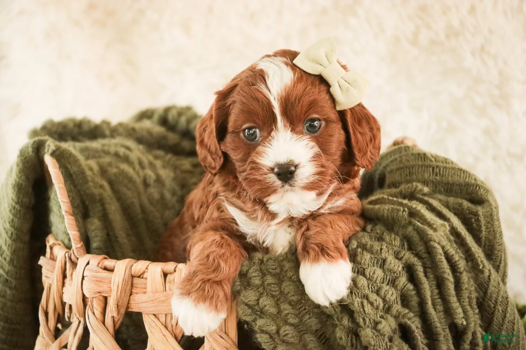 Cavapoo dogs for sale: Harmony - Ad 2