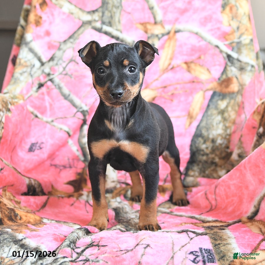 Miniature Pinscher dogs Quickstep - Ad 9