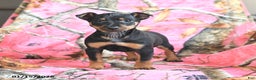 Miniature Pinscher dogs for sale: Quickstep - Ad 1