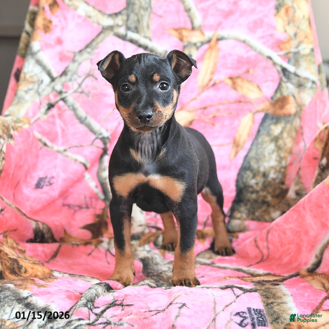 Miniature Pinscher dogs for sale: Quickstep - Ad 1