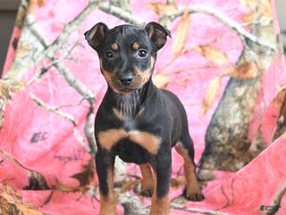 Miniature Pinscher dogs Quickstep - Ad 10