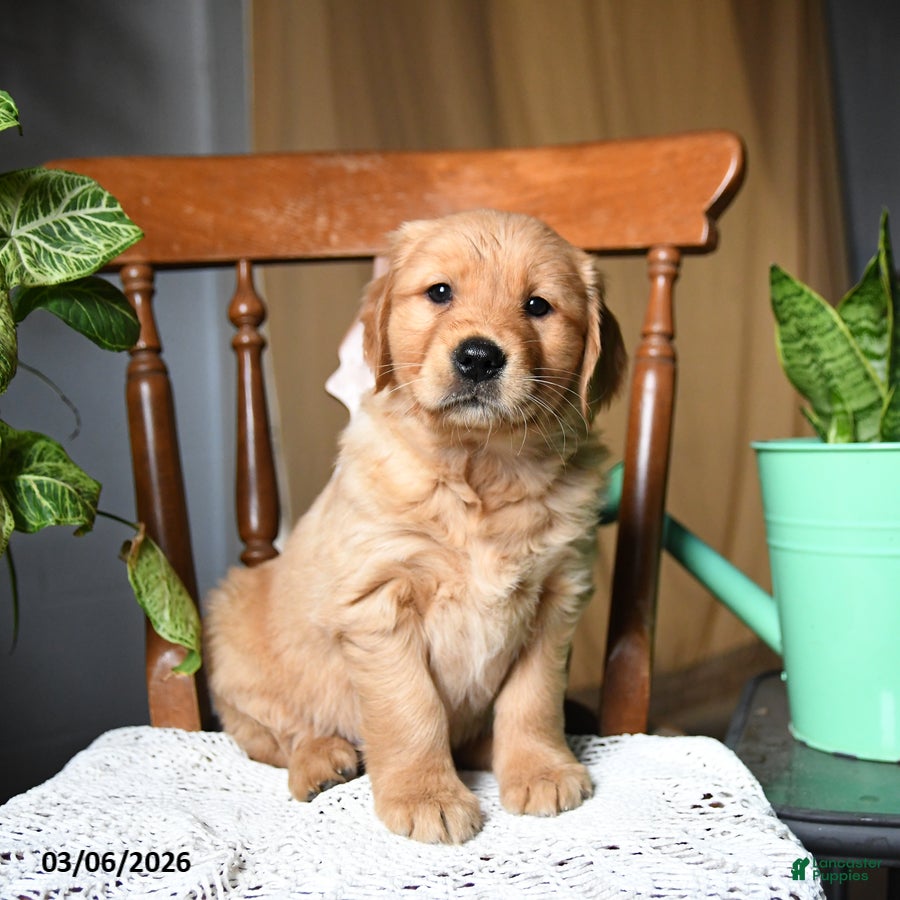 Golden Retriever dogs Cupcake - Ad 2