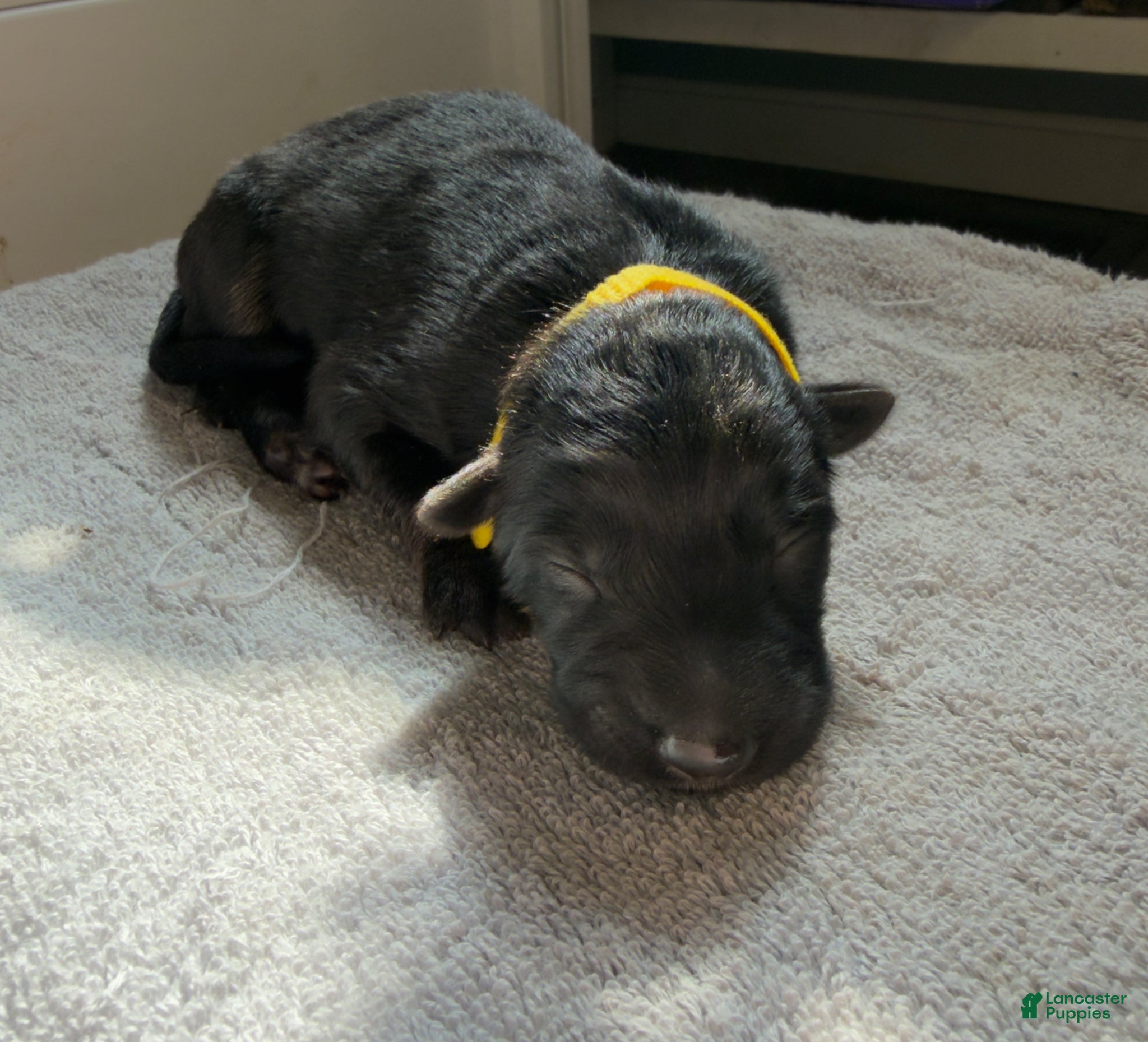 German Shepherd dogs German Shepherd Puppy 6- Yellow Female - Ad 7