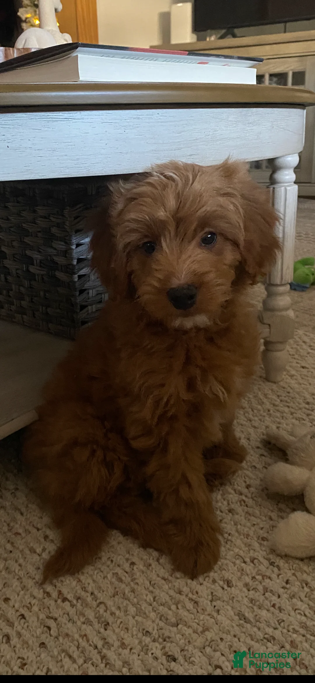 Mini Goldendoodle dogs for sale: Mini Goldendoodle  - Ad 2