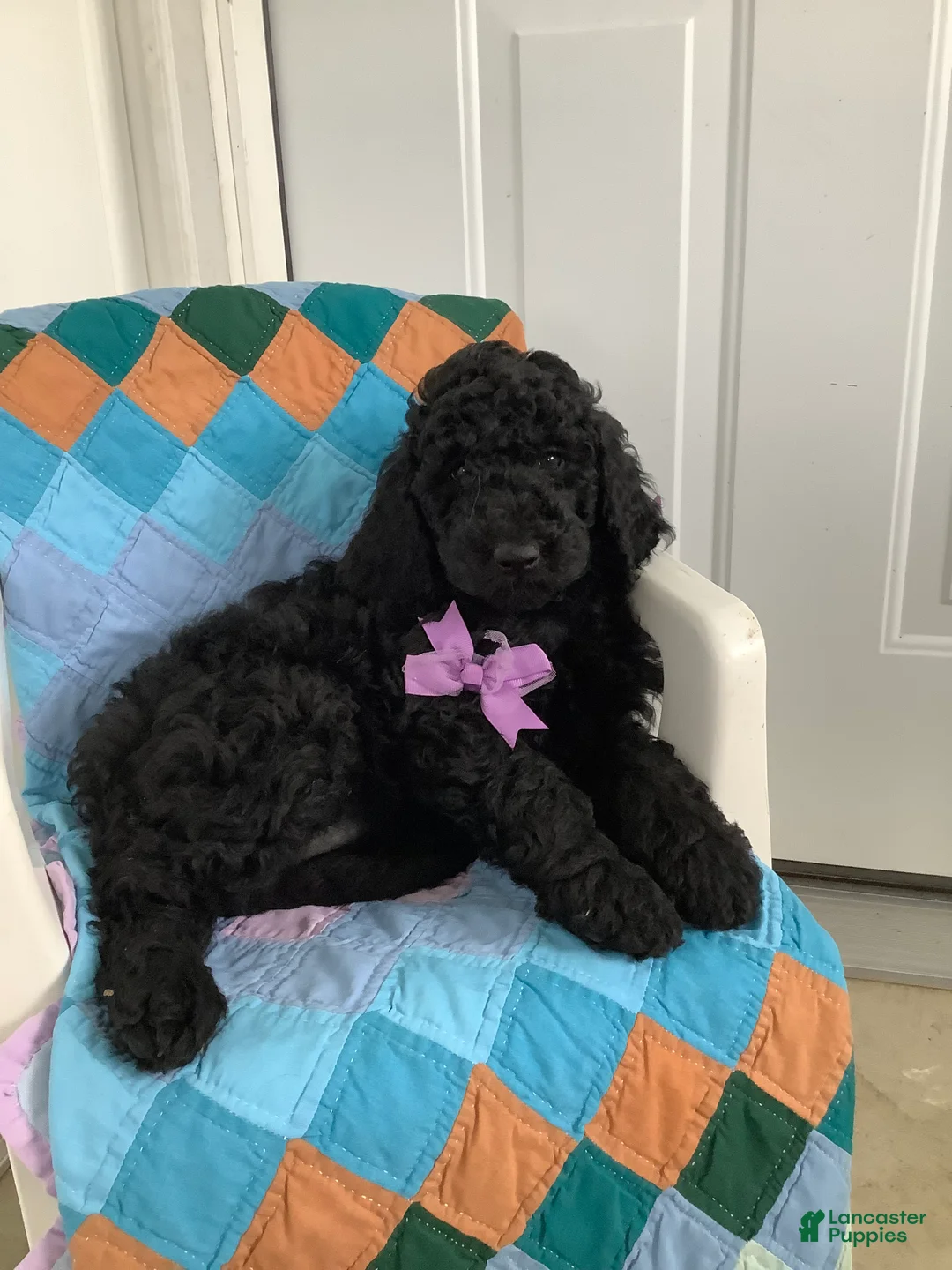 Goldendoodle dogs for sale: Goldendoodle Puppy 1 - Ad 1