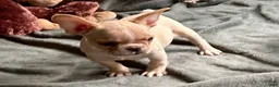 French Bulldog dogs for sale: French Bulldog Truffle  - Ad 2