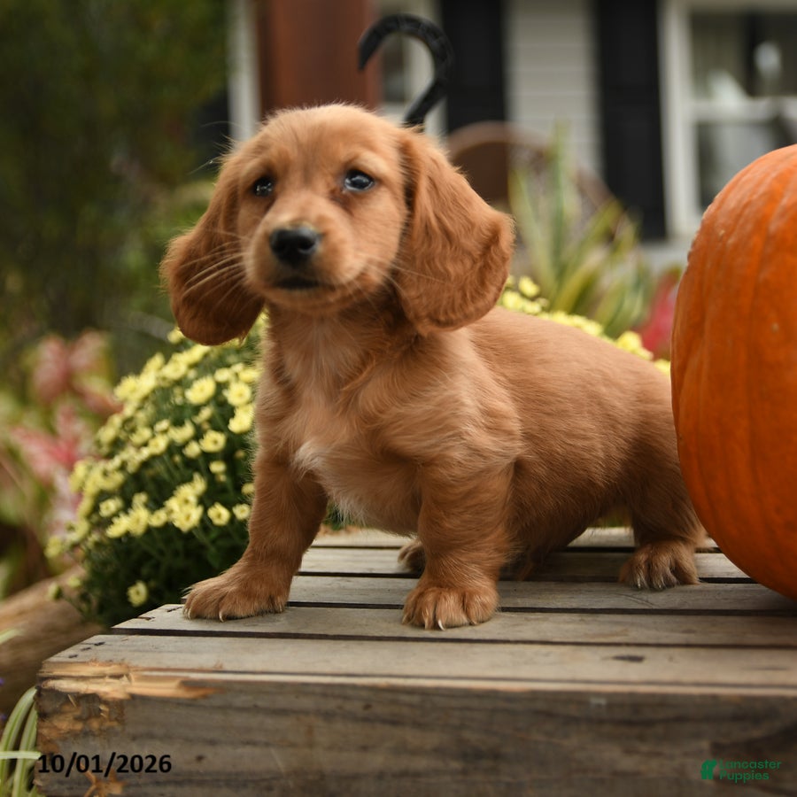Dachshund dogs Hubert - Ad 2