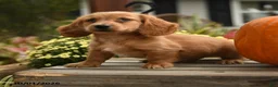 Dachshund dogs for sale: Hubert - Ad 2