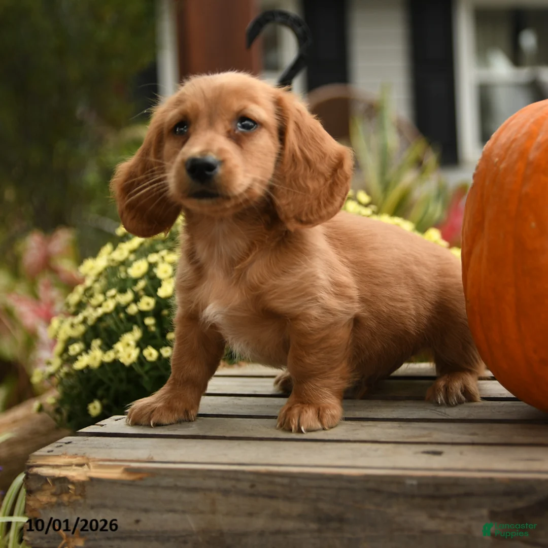 Dachshund dogs for sale: Hubert - Ad 2