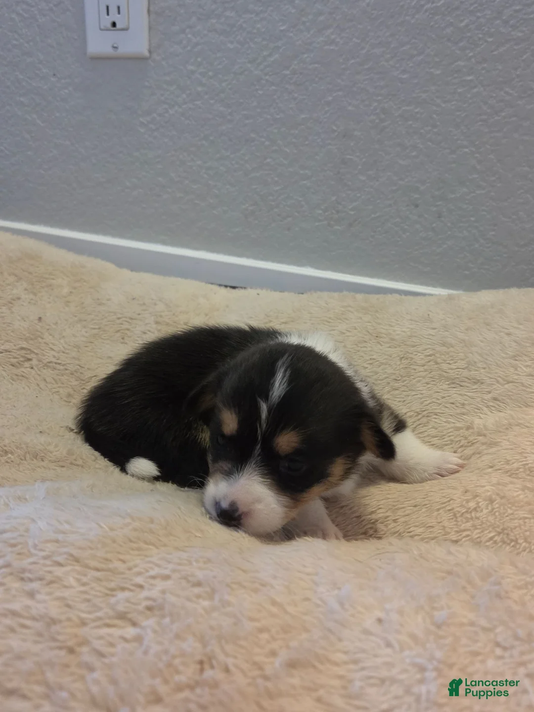 Mixed Breed dogs for sale: Pink - Ad 1
