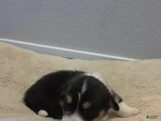 Mixed Breed dogs Pink - Ad 16