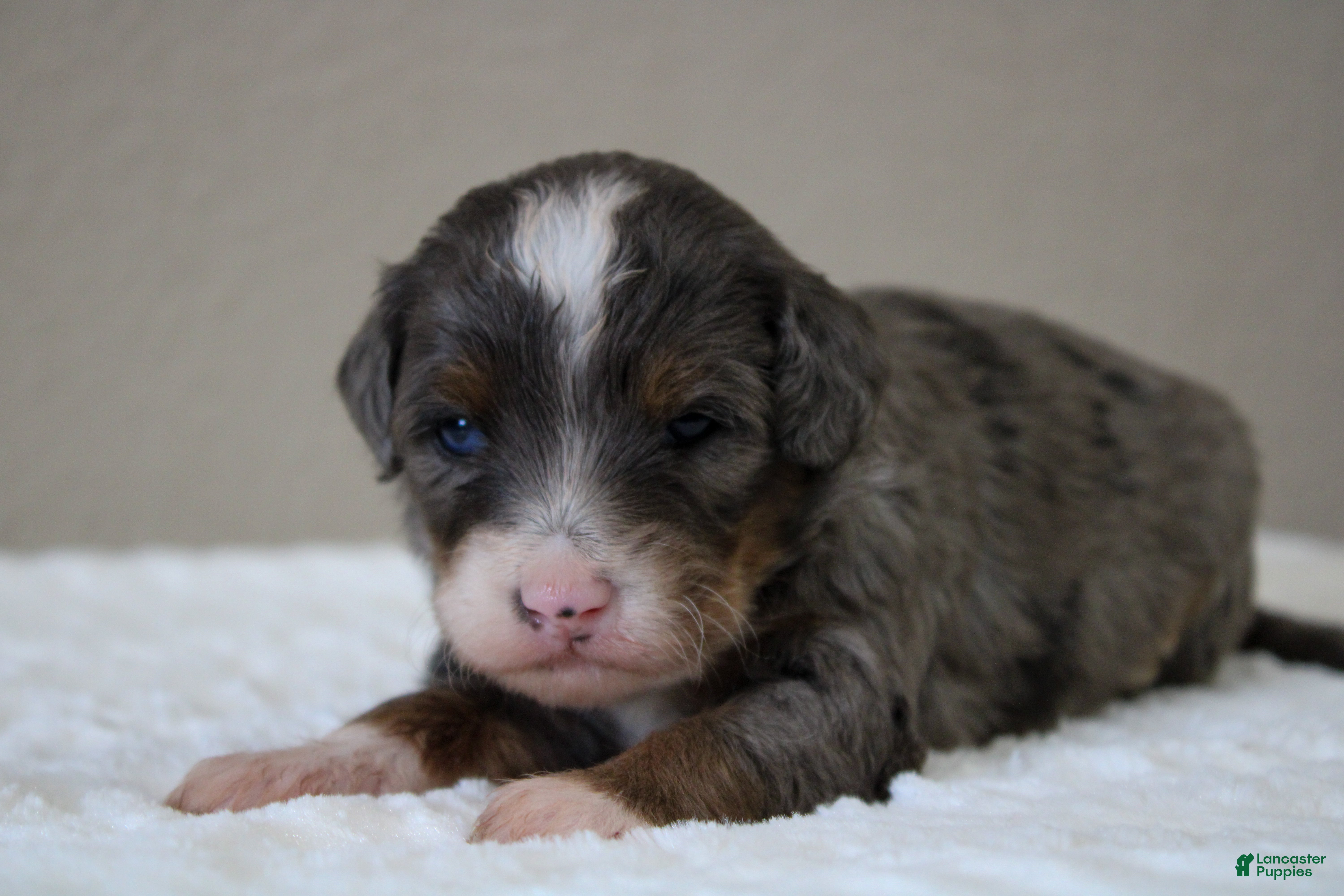 Mini Bernedoodle dogs Mini Bernedoodle 7 - Ad 1