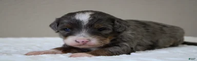 Mini Bernedoodle 7
